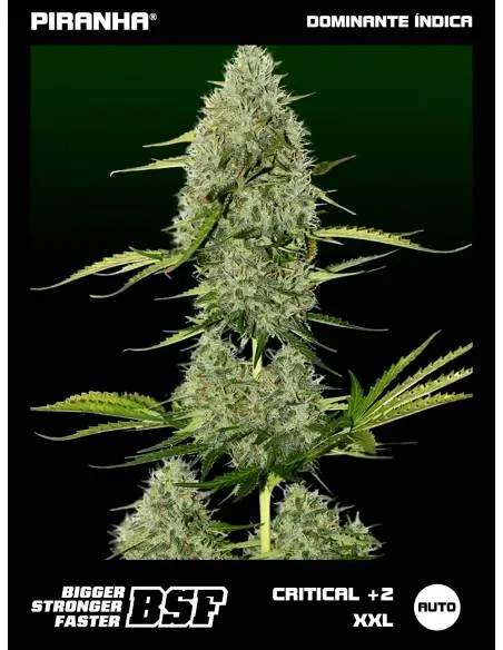 Critical +2 XXL Auto...