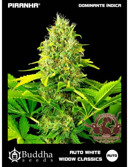 Buddha Auto White Widow...