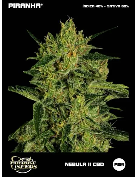 Nebula II CBD (3u)