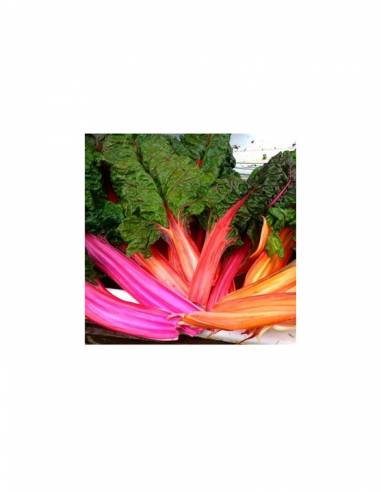 Acelga Arcoiris Mix