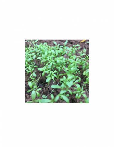 Espinaca
