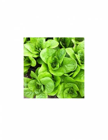 Lechuga Costina