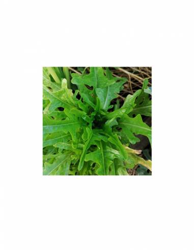 Lechuga Mix