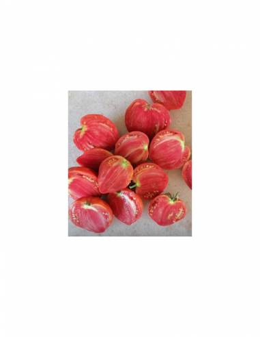 Tomate Corazón de Buey