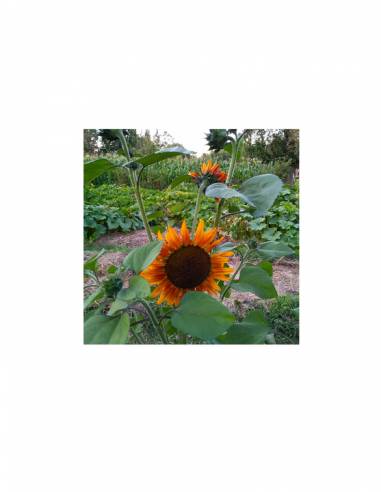 Maravilla Multiflor Mix