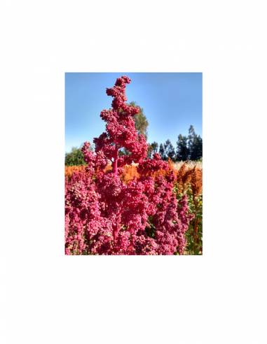 Kinwa/Quinoa Patagónica