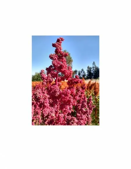 Kinwa/Quinoa Patagónica