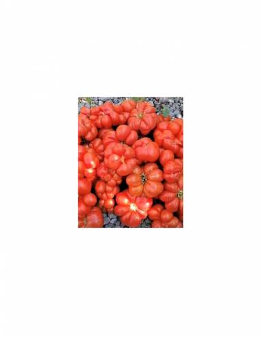 Tomate Zapoteca