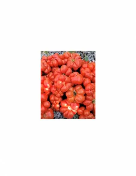 Tomate Zapoteca
