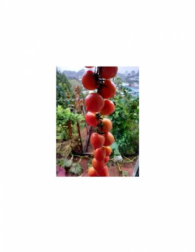Tomate Ramallet