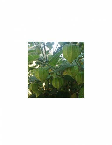 Physalis