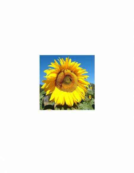 Girasol Mamut Mix