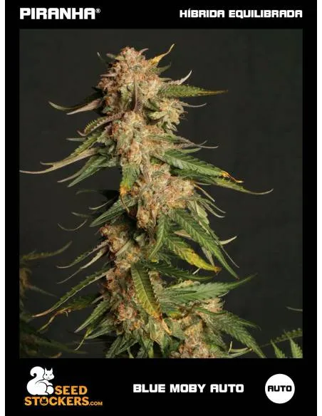 Blue Moby Auto (3u)