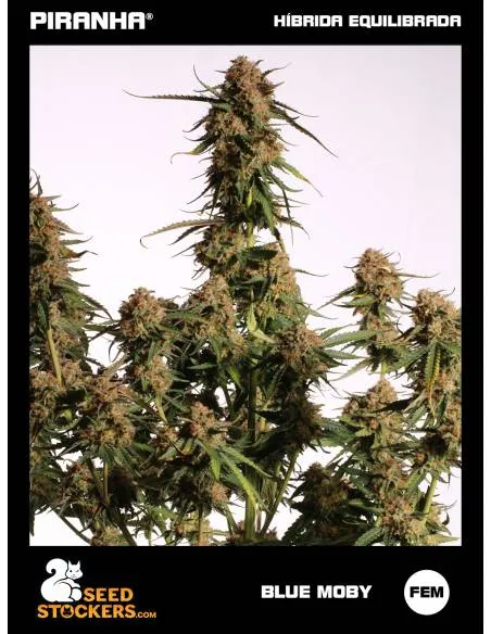 Blue Moby (3u)