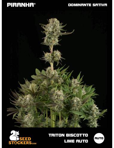 Triton Biscotto Lime Auto (3u)