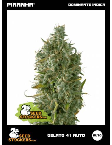 Gelato 41 Auto (3u)