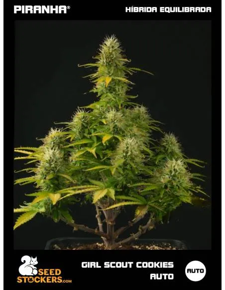 Girl Scout Cookies Auto (3u)