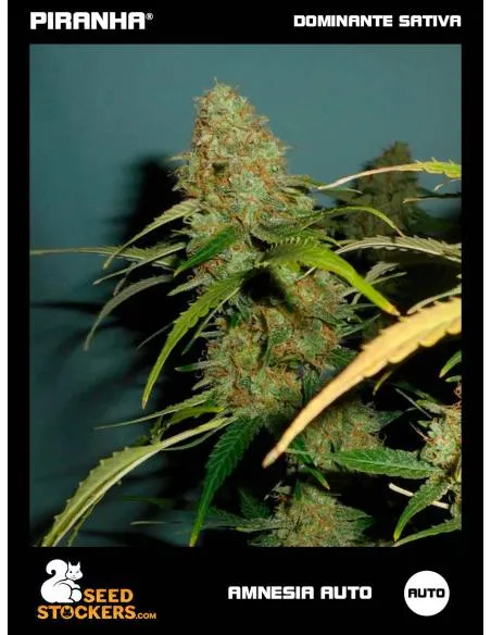 Amnesia Auto (3u)
