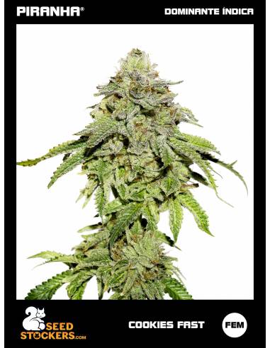 Cookies Fast (3u)
