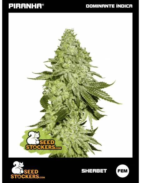 Sherbet (3u)