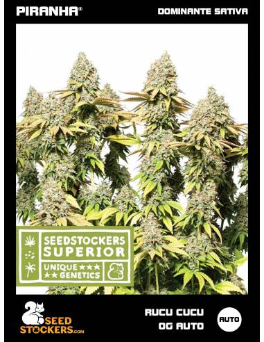 Rucu Cucu OG Auto (3u)