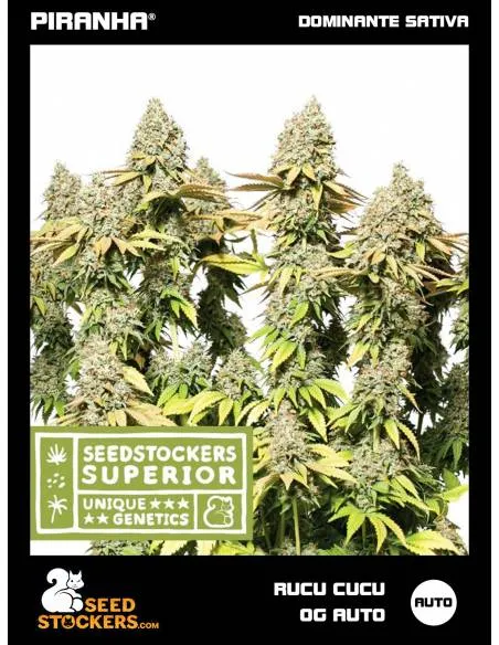 Rucu Cucu OG Auto (3u)