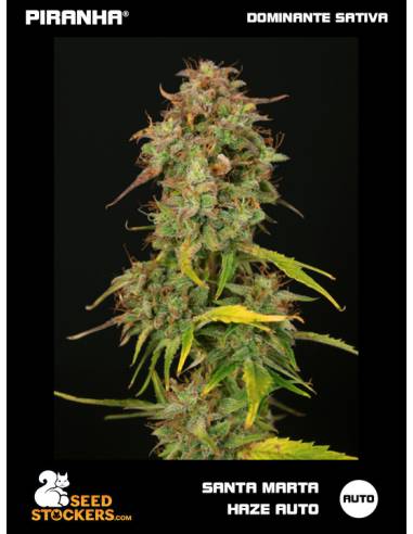 Santa Marta Haze Auto (3u)