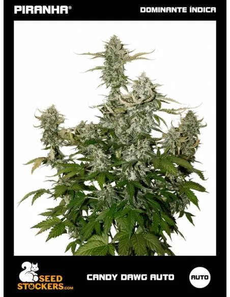 Candy Dawg Auto (3u)