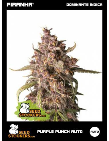 Purple Punch Auto (3u)