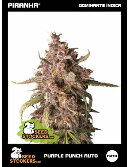 Purple Punch Auto (3u)