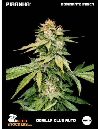 Gorilla Glue Auto (3u)