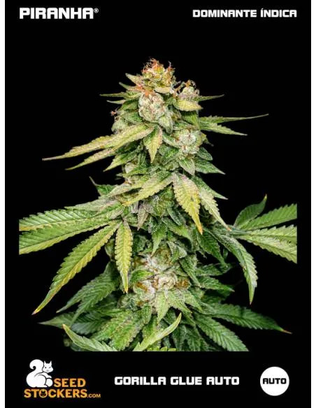 Gorilla Glue Auto (3u)