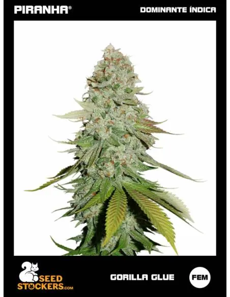 Gorilla Glue (3u)