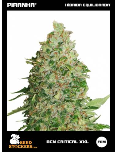 BCN Critical XXL Fem (3u)