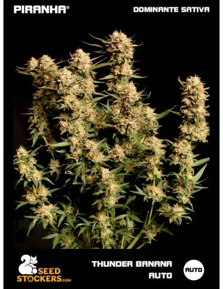 Thunder Banana Auto (3u)