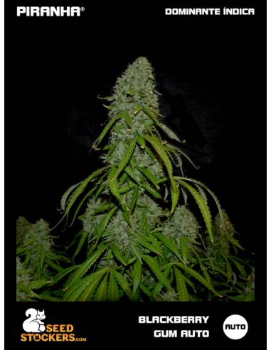 Blackberry Gum Auto (3u)