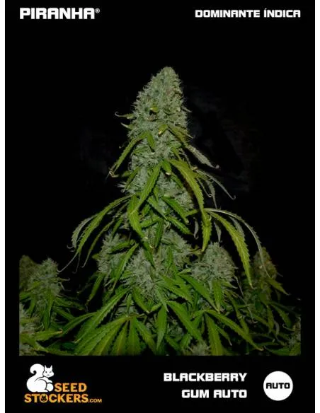 Blackberry Gum Auto (3u)