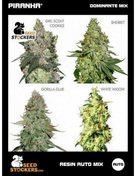 Resin Auto Mix (12u)