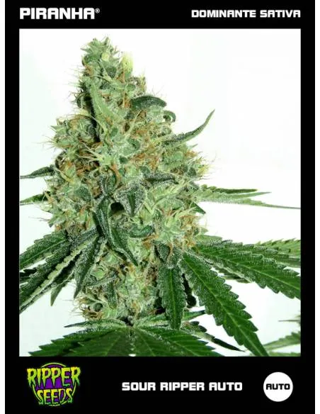 Sour Ripper Auto (3u)