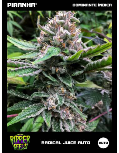 Radical Juice Auto (3u)