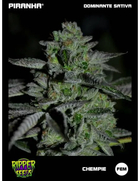 Chempie (3u)