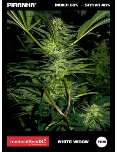 White Widow (3+2u)