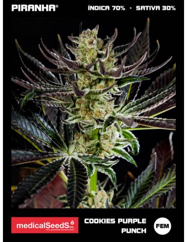 Cookies Purple Punch (3+2u)