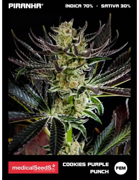 Cookies Purple Punch (3+2u)