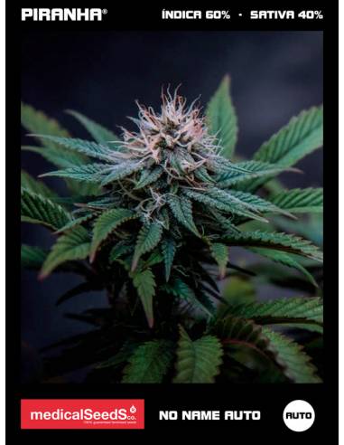 No Name Auto (3+2u)