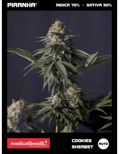 Cookies Sherbet Auto (3+2u)