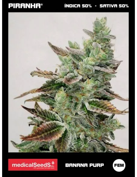 Banana Purp (3+2u)