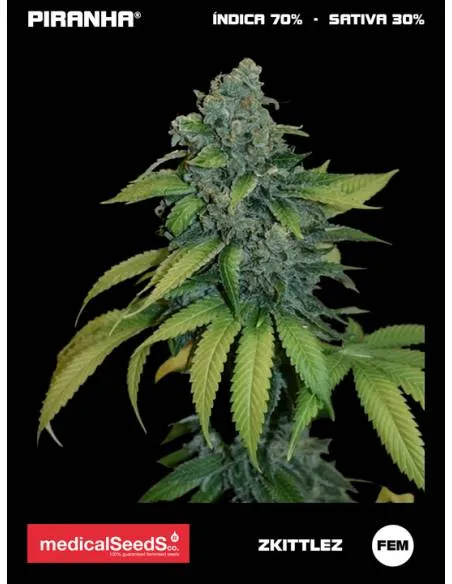 Zkittlez (3+2u)