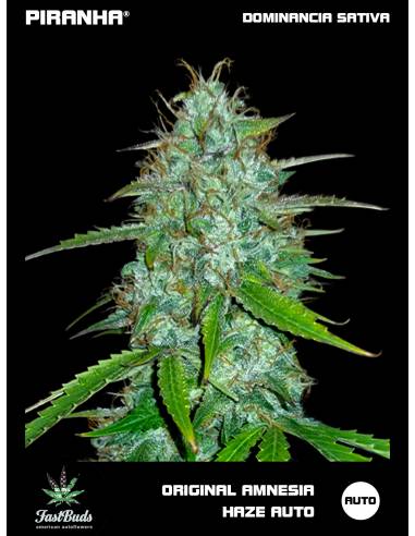 Original Amnesia Haze Auto (1u/3+1u)
