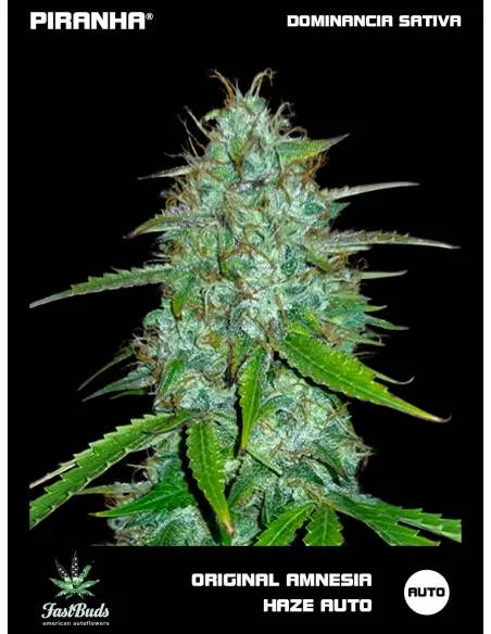 Original Amnesia Haze Auto...